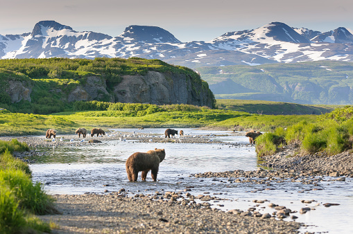 Alaska Brown Bears